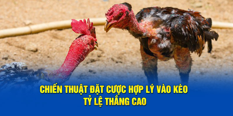 Chiến thuật đặt cược hợp lý vào kèo tỷ lệ thắng cao