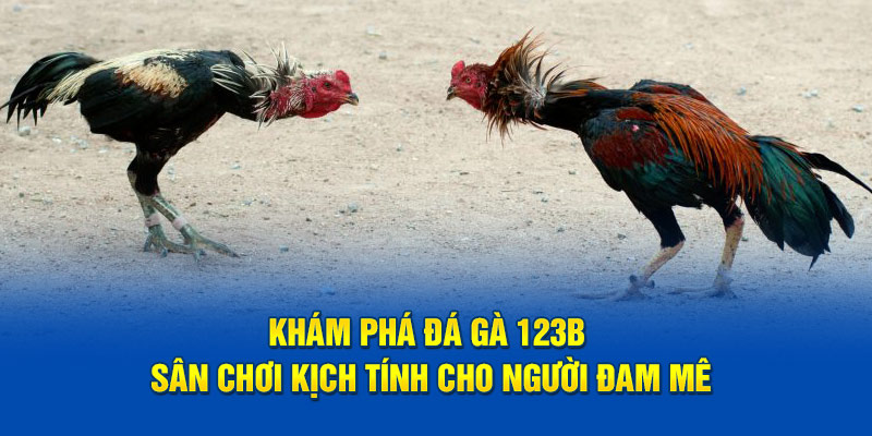 Khám phá đá gà 123B sân chơi kịch tính cho người đam mê